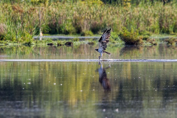 _43G7869 cf osprey v1