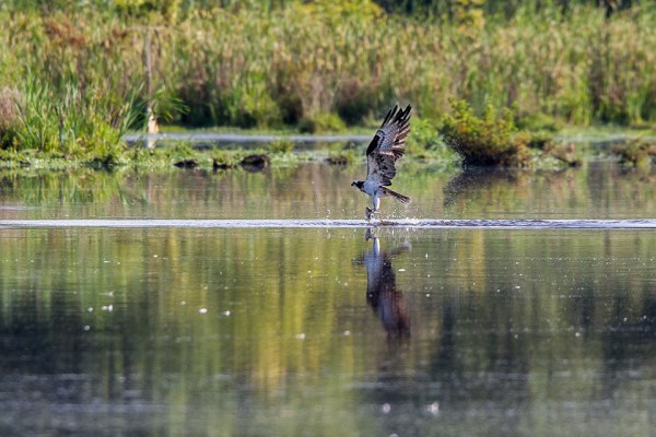 _43G7869 cf osprey v1