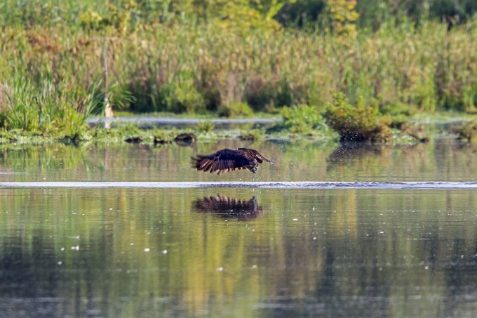 _43G7870 cf osprey v2