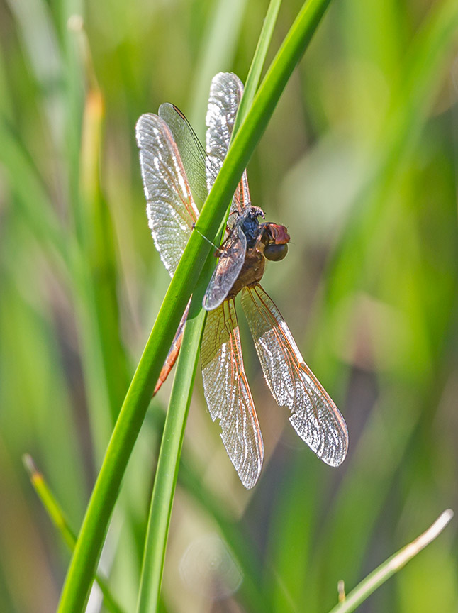 _43G8718 bwr dragon eat dragon v3