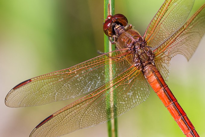 _43G8750 bwr Roseate Skimmer v3