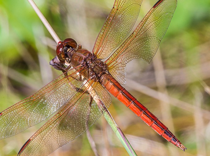 _43G8759 BWR Roseate Skimmer v2