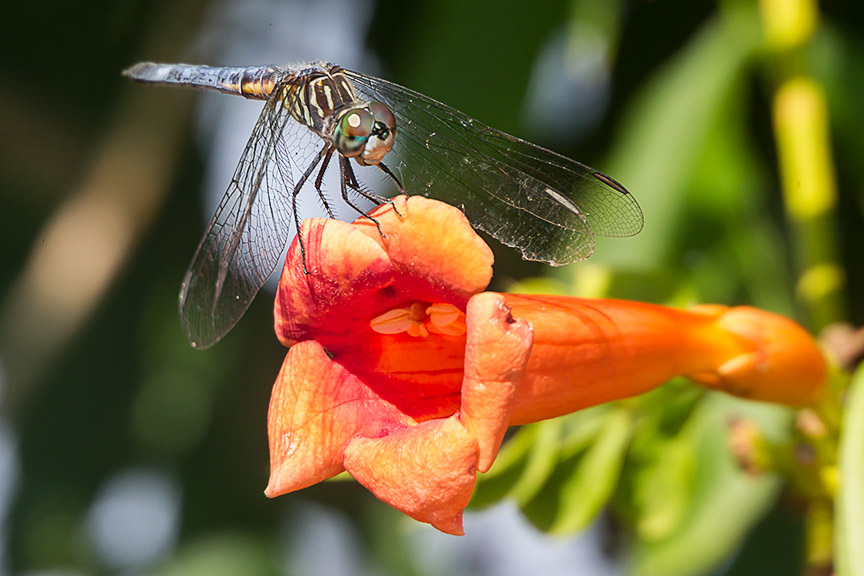 _43G8818 bwr Blue Dasher v3a