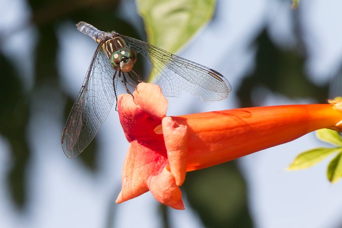 _43G8863BWR Blue Dasher v1