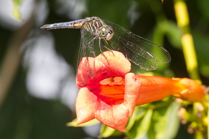 _43G8888 BWR Blue Dasher v1