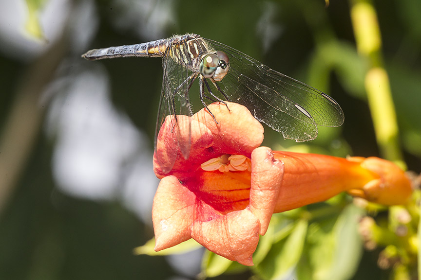 _43G8888 BWR Blue Dasher v1