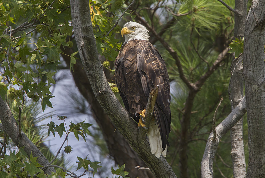 _43G9140 bwr Eagle v5