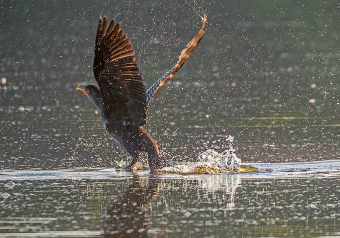 _43G9697 cf cormorant v3