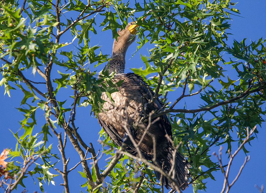 _43G9740 CF Cormorant v2