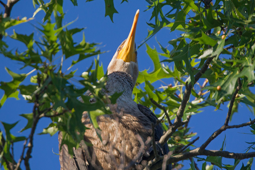 _43G9837 cf cormorant v2