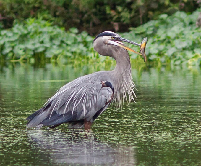 _MG_1245 cf ghb fish v2