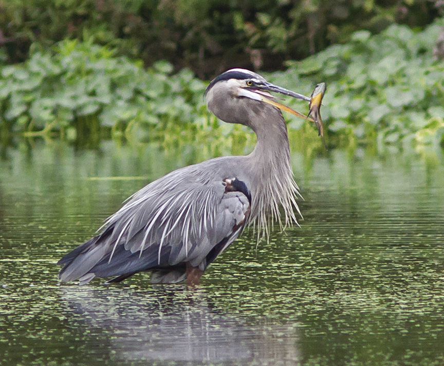 _MG_1245 cf ghb fish v2