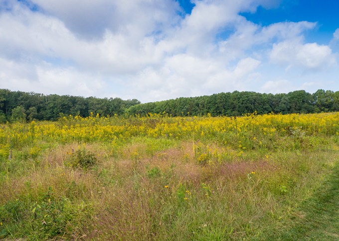 _1280534 lw meadow v1