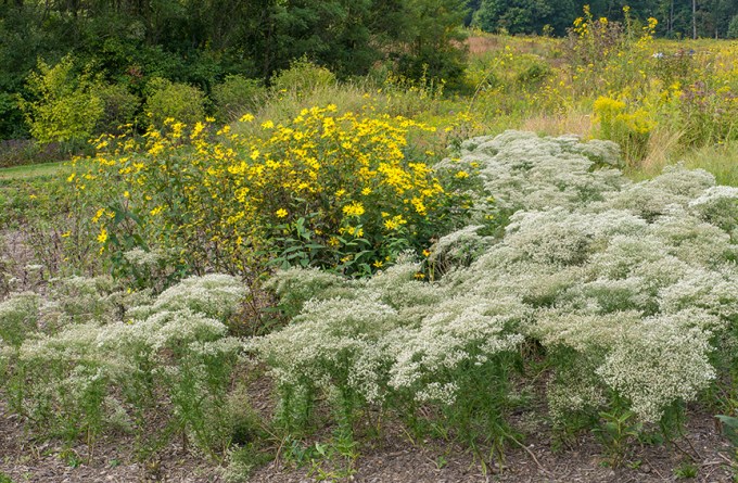 _1280537 lw meadow v1