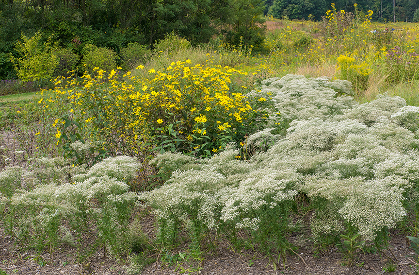 _1280537 lw meadow v1