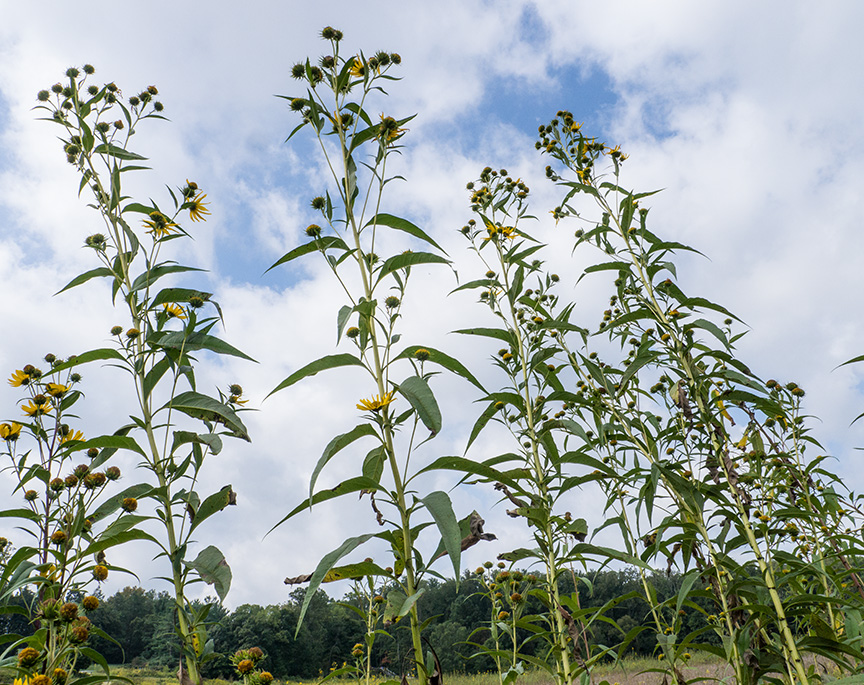 _1280540 lw meadow v1