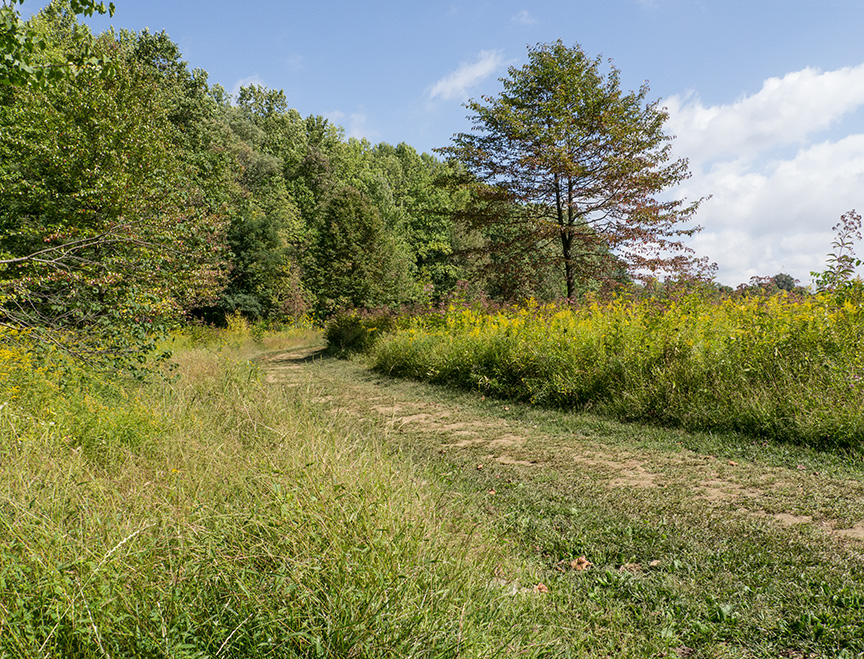 _1280554 lw meadow v1