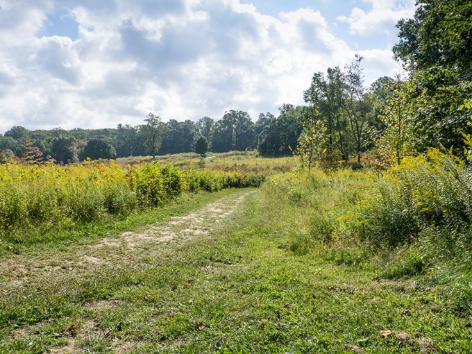 _1280559 lw meadow v1