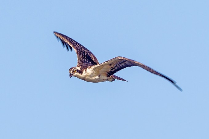 _43G0028 cf osprey v2