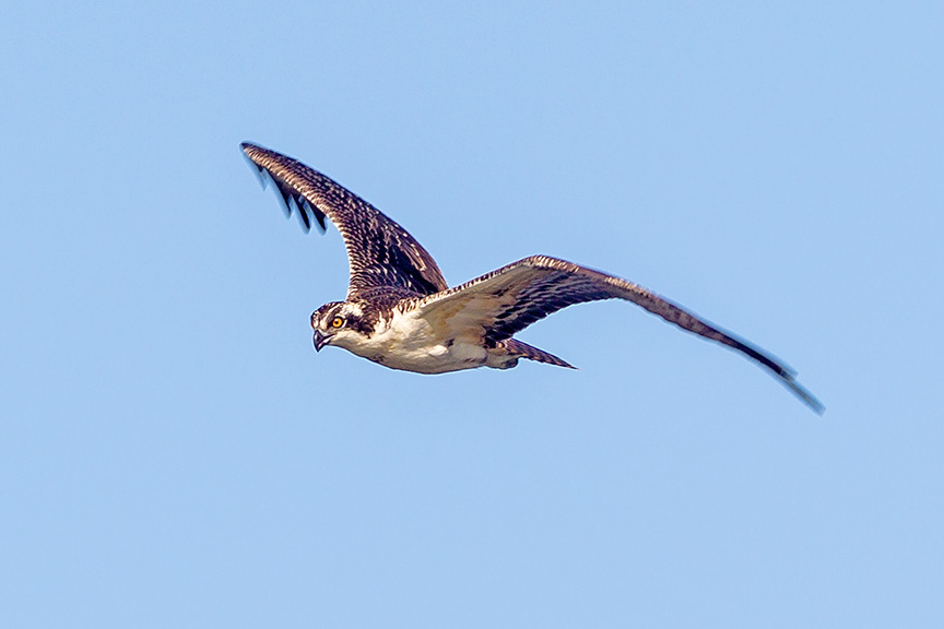 _43G0028 cf osprey v2