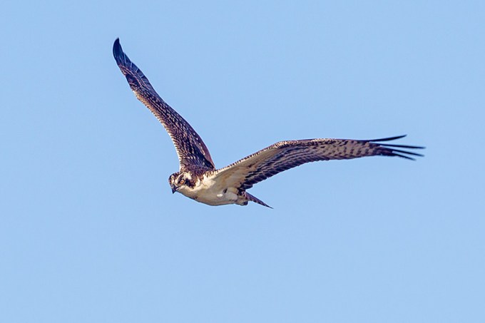 _43G0031 cf osprey v1a