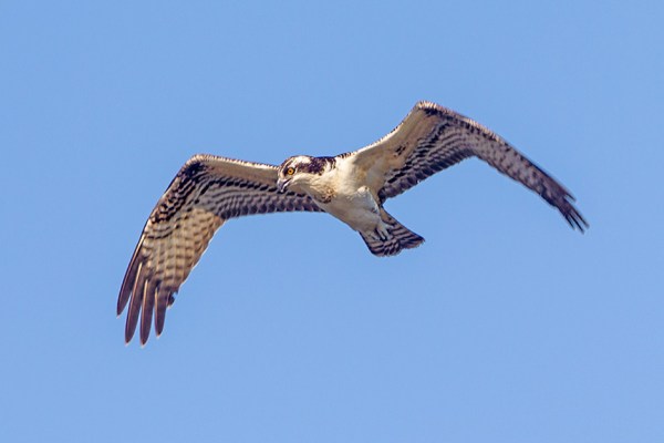 _43G0040 cf osprey v2