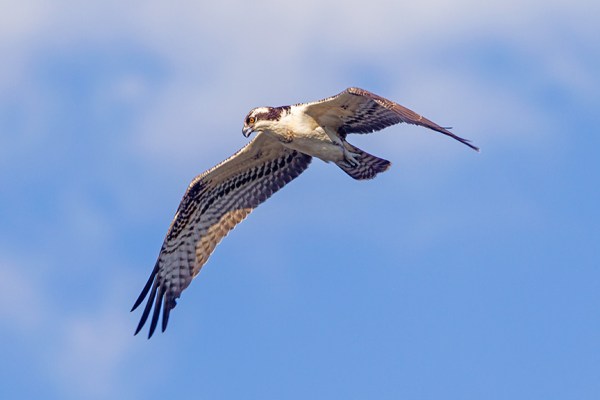 _43G0048 cf osprey v2