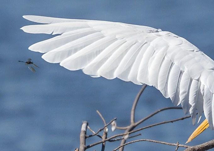 _43G1083 great egret wings & wings v4