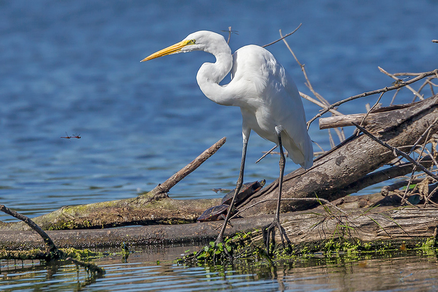 _43G1143 cf Great Egret v4