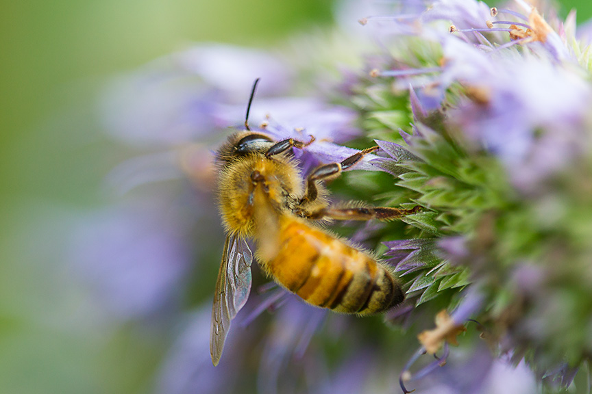 _43G2455 lw bee v1 hp