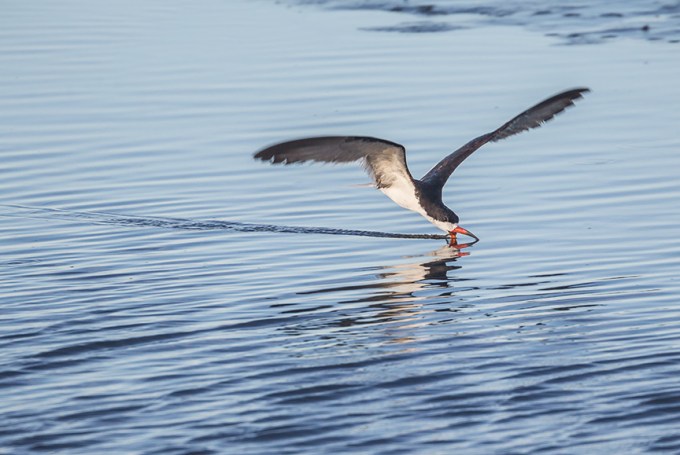 _43G4103 brig Blk Skimmer v3