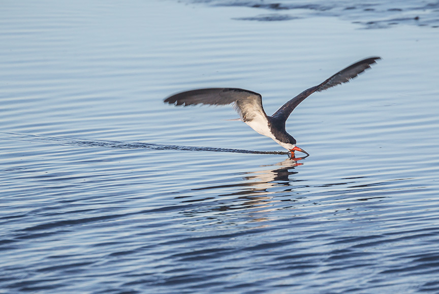 _43G4103 brig Blk Skimmer v3