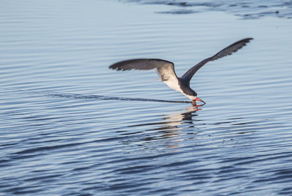 _43G4103 brig Blk Skimmer v3