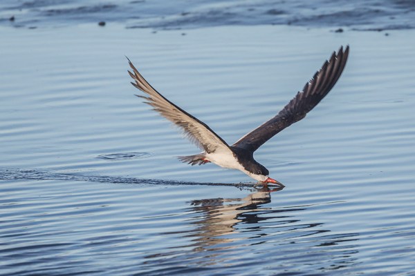 _43G4106 brig Blk Skimmer v2