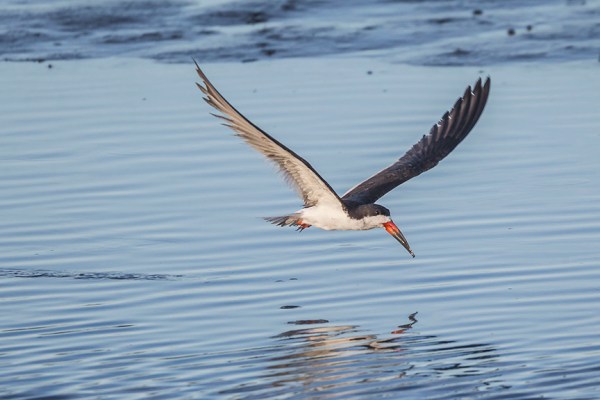 _43G4108 brig Blk Skimmer v2