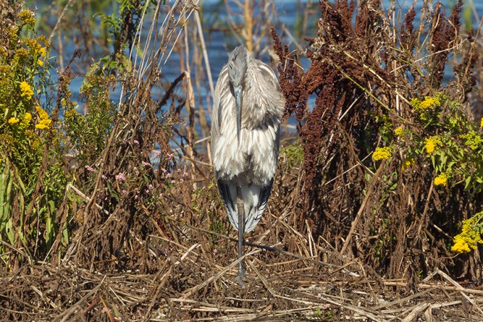 _43G5261 brig gbh v1