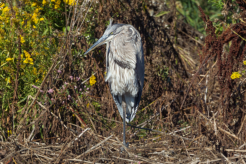 _43G5290-2 brig GBH v2