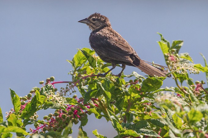 _43G6475 brig fml red wing blk brd v2