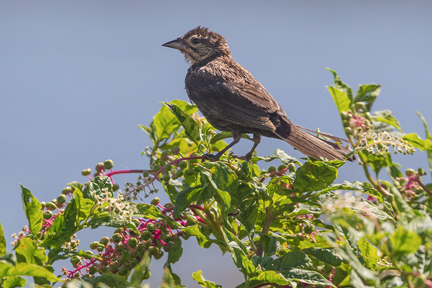 _43G6475 brig fml red wing blk brd v2