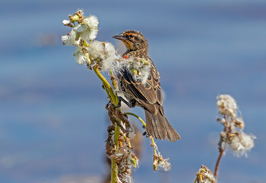 _43G6484 brig fml red wing blkbrd v3