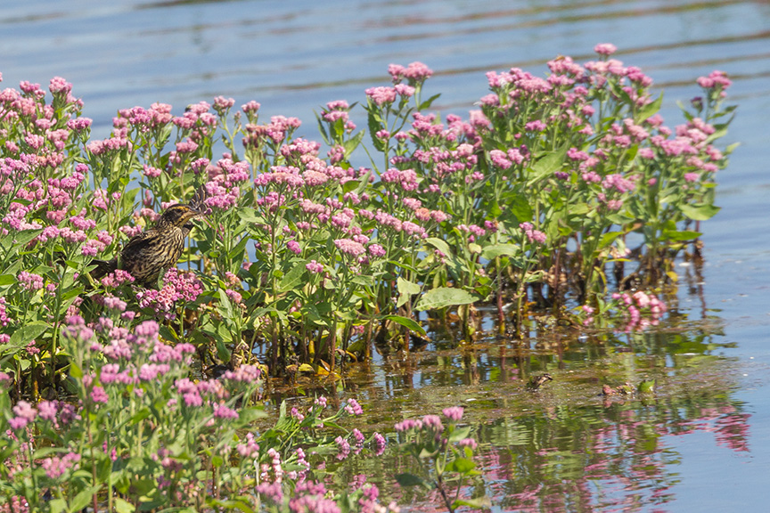 _43G6555 fml red wing blkbrd v2