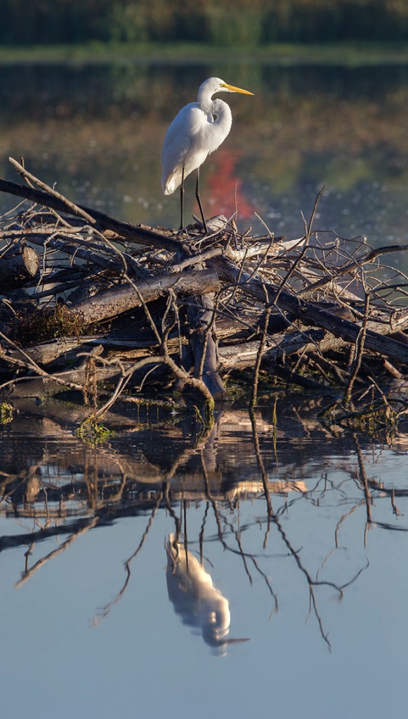 _43G7076 cf Great Egret pano v3