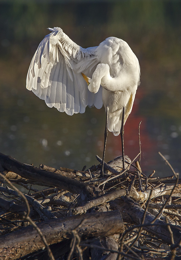 _43G7193 CF Great Egret v6