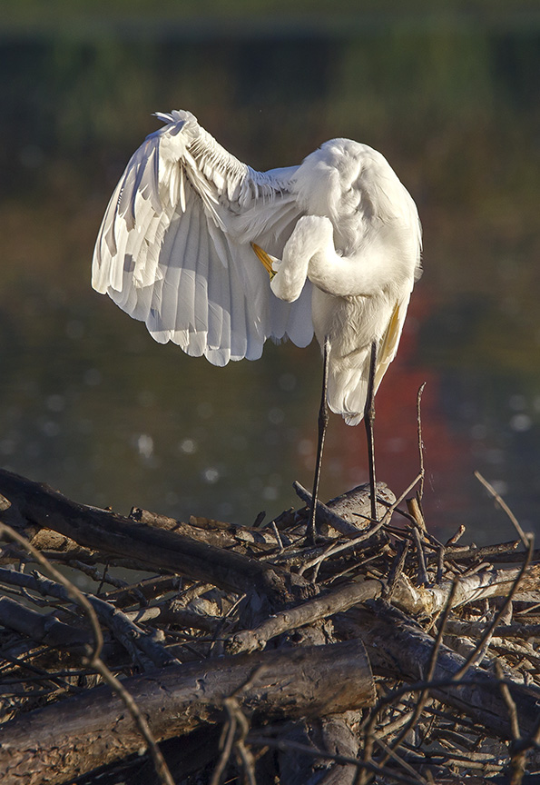 _43G7193 CF Great Egret v8