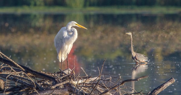 _43G7276 cf GE GBH pano v7 flt