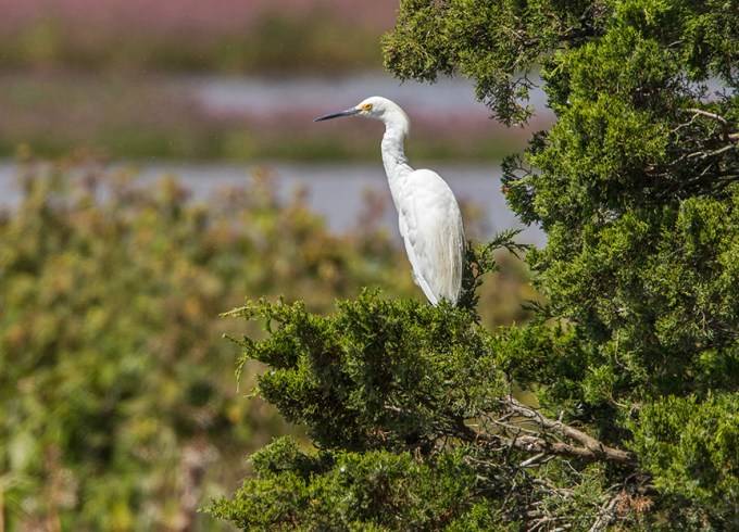 _43G7310 lit egret v2