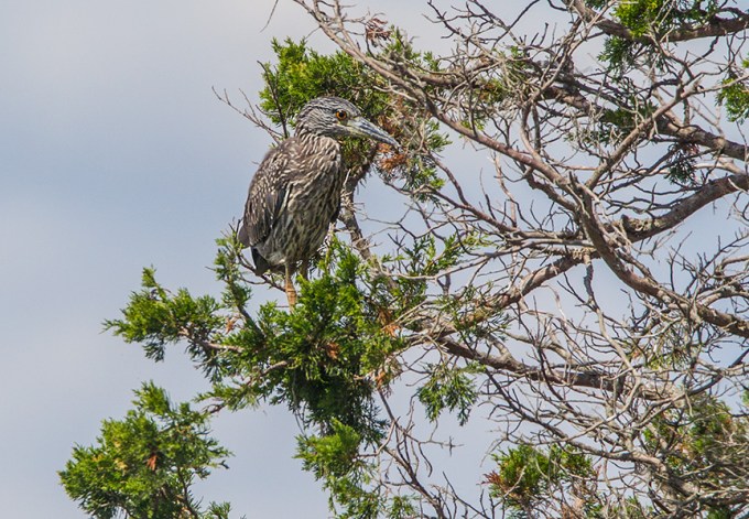 _43G7431 brig juv blk crwn v3