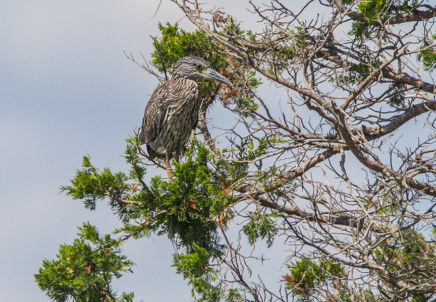 _43G7431 brig juv blk crwn v3