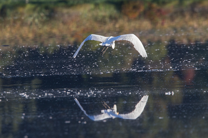 _43G7474 cf great egret v2