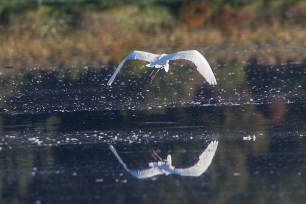 _43G7474 cf great egret v2